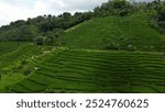 A stunning view of verdant terraced rice fields on a hillside, showcasing the beauty of agricultural landscapes and natural serenity.