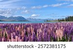 Stunning view of vibrant lupines in full bloom along the shores of Lake Tekapo, framed by turquoise waters, snow-capped mountains, and a clear blue sky, showcasing New Zealand