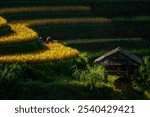 A stunning view of Vietnamese farmers harvesting rice on vibrant green and golden terraced fields under the soft morning light. The scene captures the beauty of rural life and traditional agriculture.