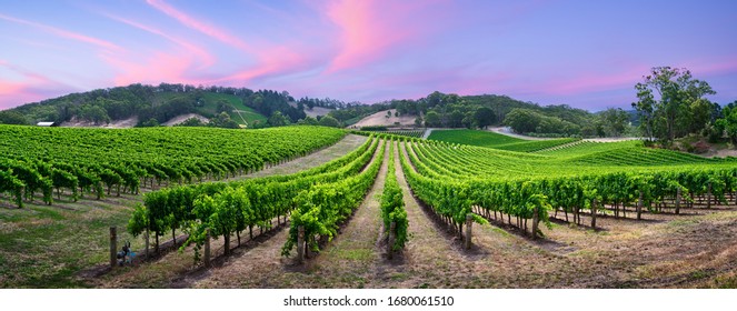 Stunning vineyard in the Adelaide Hills, South Australia - Shutterstock ID 1680061510