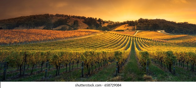 Stunning Vineyard In South Australia