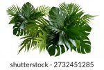 A stunning visual composition featuring an abundant display of diverse tropical green leaves, such as the distinct Monstera and delicate ferns. This lush foliage is artfully arranged against a crisp white background, creating a vibrant and sophisticated natural aesthetic. It serves as an exceptional design element for evoking feelings of nature, relaxation, travel destinations, or modern interior decor.