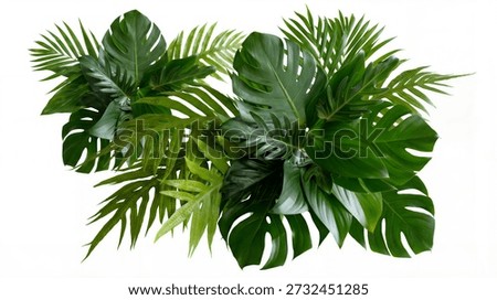 A stunning visual composition featuring an abundant display of diverse tropical green leaves, such as the distinct Monstera and delicate ferns. This lush foliage is artfully arranged against a crisp white background, creating a vibrant and sophisticated natural aesthetic. It serves as an exceptional design element for evoking feelings of nature, relaxation, travel destinations, or modern interior decor.