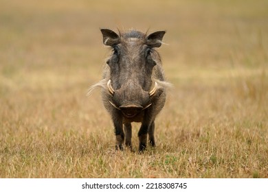 Stunning warm photograph of a common warthog Smiling and grinning. Digging deep to get the roots. Taken at a low angle with soft light and shallow depth of field.