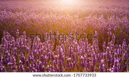 Field of lavender | it smells like … the Provence