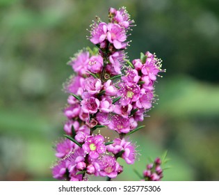 Stunning West Australian Sweet Scented Wild Flower Pink Swan River Myrtle Hypocalymma Robustum In  Spring Bloom At Crooked Brook  National Park,  Western Australia   Attracts Honey Bees.