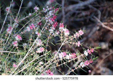 Stunning West Australian Sweet Scented Wild Flower Pink And White  Swan River Myrtle Hypocalymma Robustum In  Spring Bloom At Crooked Brook  National Park,  Western Australia   Attracts Honey Bees.