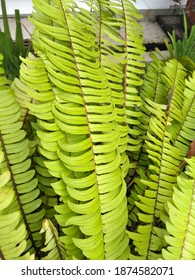 Stunning Western Swordfern Growing In Indonesia