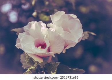 Impresionante flor hibisco blanco