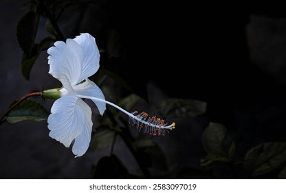 A stunning white hibiscus flower gracefully extends against a dark, moody background. The delicate petals, beautifully illuminated, contrast with the deep shadows, emphasizing the intricate details.