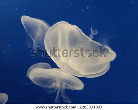 Stunning white jellyfish float gracefully in clear blue water on a solid blue background. Perfect for editorial, travel or commercial projects.