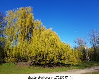 Stunning willow in city park 