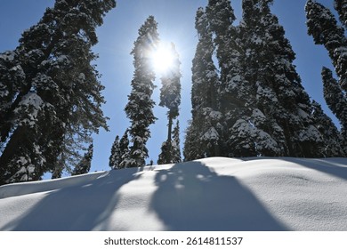 A stunning winter landscape featuring tall pine trees covered in snow under a bright sunlit sky. The sunlight beams through the trees, casting dramatic shadows on the fresh, untouched snow, creating a
