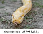 A stunning yellow Burmese python is sprawled across a vibrant green lawn, its sleek, golden scales gleaming under the sunlight. The intricate patterns on its body showcase the natural beauty