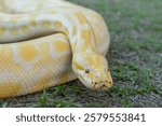 A stunning yellow Burmese python is sprawled across a vibrant green lawn, its sleek, golden scales gleaming under the sunlight. The intricate patterns on its body showcase the natural beauty