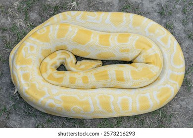 A stunning yellow Burmese python is sprawled across a vibrant green lawn, its sleek, golden scales gleaming under the sunlight. The intricate patterns on its body showcase the natural beauty