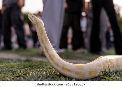 A stunning yellow Burmese python is sprawled across a vibrant green lawn, its sleek, golden scales gleaming under the sunlight. The intricate patterns on its body showcase the natural beauty
