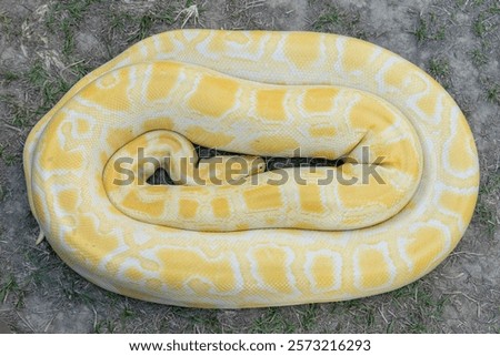 A stunning yellow Burmese python is sprawled across a vibrant green lawn, its sleek, golden scales gleaming under the sunlight. The intricate patterns on its body showcase the natural beauty