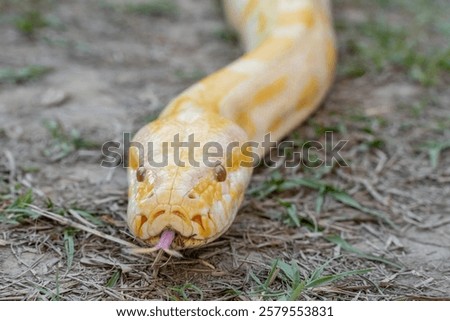 A stunning yellow Burmese python is sprawled across a vibrant green lawn, its sleek, golden scales gleaming under the sunlight. The intricate patterns on its body showcase the natural beauty
