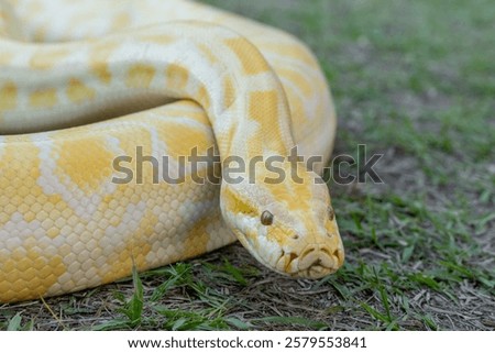 A stunning yellow Burmese python is sprawled across a vibrant green lawn, its sleek, golden scales gleaming under the sunlight. The intricate patterns on its body showcase the natural beauty