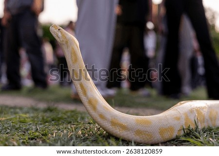 A stunning yellow Burmese python is sprawled across a vibrant green lawn, its sleek, golden scales gleaming under the sunlight. The intricate patterns on its body showcase the natural beauty