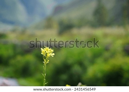 Stunning Yellow Flower Blooming on its own by Peruvian River