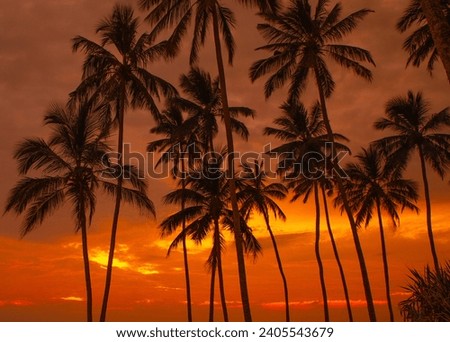 stunningly beautiful bright red dramatic sunset sky with palm silhuettes over indian ocean in sri lanka. beautiful photo wallpaper and natural background