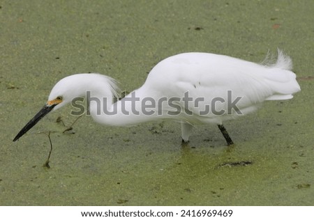 Stunningly Beautiful Pure White Snowy Egret hunting in the swamp.
