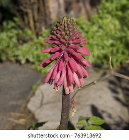 Stunningly Beautiful Unusual Dainty Tubular Lily Stock Photo (Edit Now ...