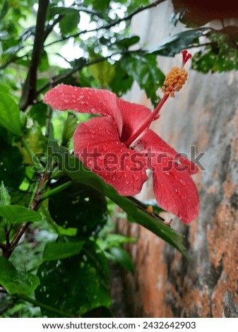 Stunningly gorgeous flower species in the Karnataka town of Sirsi





