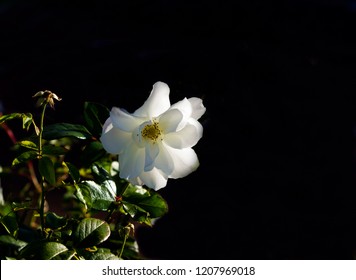 Anisti Ibuno Flowers Iceberg Roses