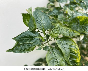 Stunted growth and Low pepper production