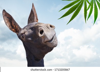 Stupid black donkey looking at cannabis plant on blue sky background