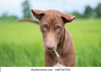 Stupid Dog,Brown Dog Running Rice Field 