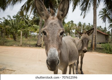 stupid donkey on the street at kalpitiya sri lanka