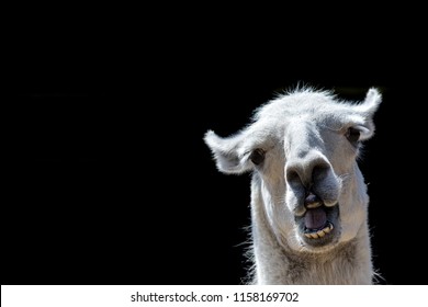 Stupid looking animal. Goofy llama. Funny meme image with copy-space. Dumb animal with silly expression isolated against black background for customised message or text.