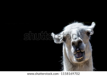 Stupid looking animal. Goofy llama. Funny meme image with copy-space. Dumb animal with silly expression isolated against black background for customised message or text. Stock foto © 