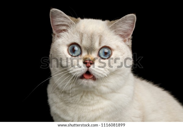 Portrait Stupide D Une Race Britannique Chat Photo De Stock Modifiable