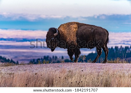 Sturdy Bison Stands in Wind Cave National Park