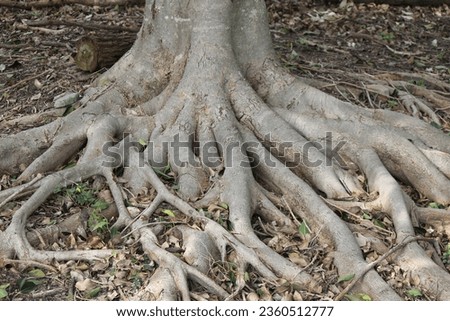 A sturdy tree trunk with its gnarled, visible roots presents a testament to nature's resilience and steadfast connection to the earth