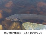 Sturgeon (acipenser fulvescens) swimming along a rocky shore during spawning season on the Wolf River in Wisconsin.
