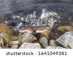 Sturgeon (acipenser fulvescens) swimming along a rocky shore during spawning season on the Wolf River in Wisconsin.