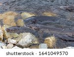 Sturgeon (acipenser fulvescens) swimming along a rocky shore during spawning season on the Wolf River in Wisconsin.