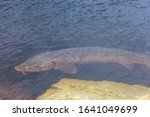 Sturgeon (acipenser fulvescens) swimming along a rocky shore during spawning season on the Wolf River in Wisconsin.