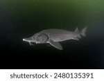 Sturgeon is feeding in the lake. Siberian sturgeon in the deepwater. Prehistoric fish with long body in dark water. 