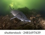 Sturgeon is feeding in the lake. Siberian sturgeon in the deepwater. Prehistoric fish with long body in dark water. 