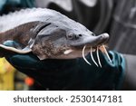 Sturgeon fish in the hands of a farmer, close-up. Fish farm. Breeding sturgeon for further caviar production. Demonstration of sturgeon fish to tourists. People photograph and examine sturgeon