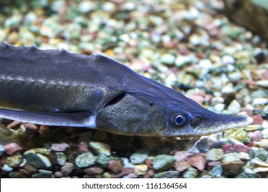 Sturgeon Fish Head Underwater Close Up