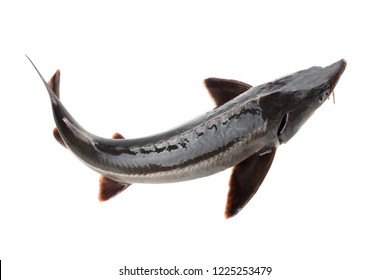 Sturgeon fish isolated on white background