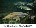 Sturgeon fish (kaluga, beluga) swim at the bottom of the aquarium. Fish underwater.